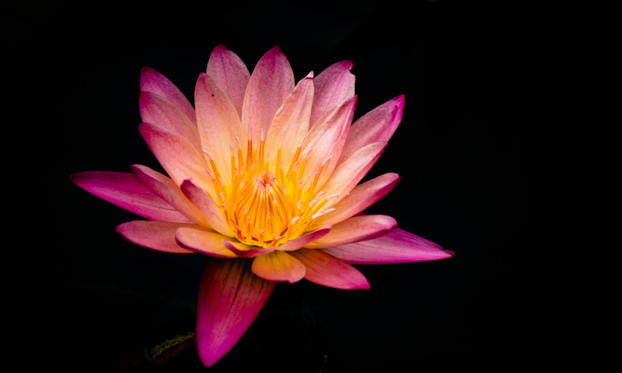 lotus flower background image